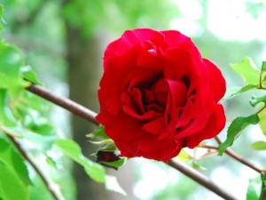 Rose 'Don Juan'