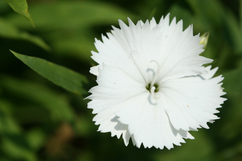 Dianthus, ‘Floral Lace White’