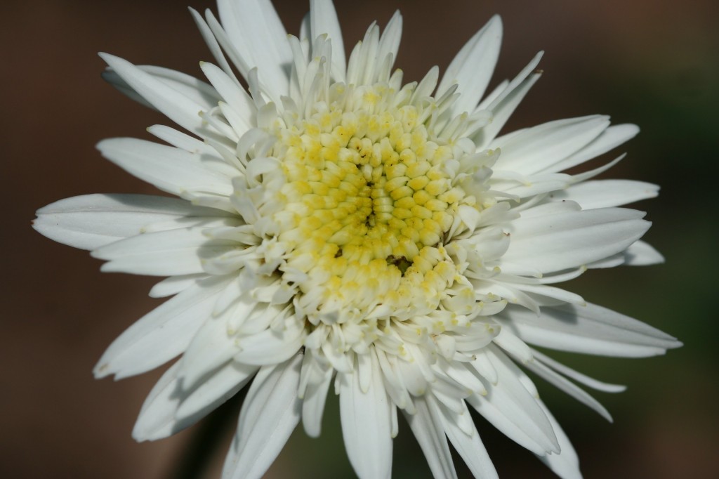 A fresh daisy (Leucanthemum superbum, ‘Ice Star’)