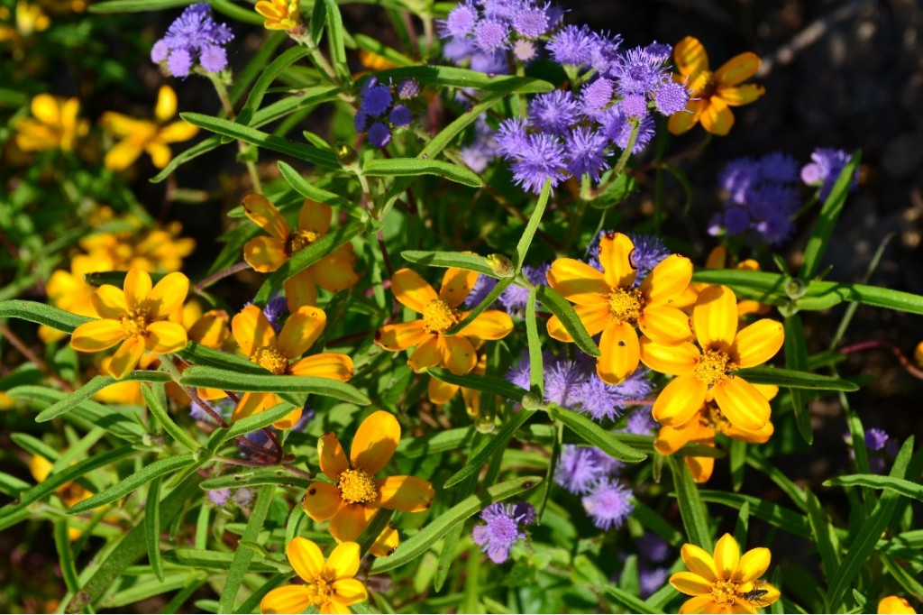 Ageratum and narrow leaf zinnia