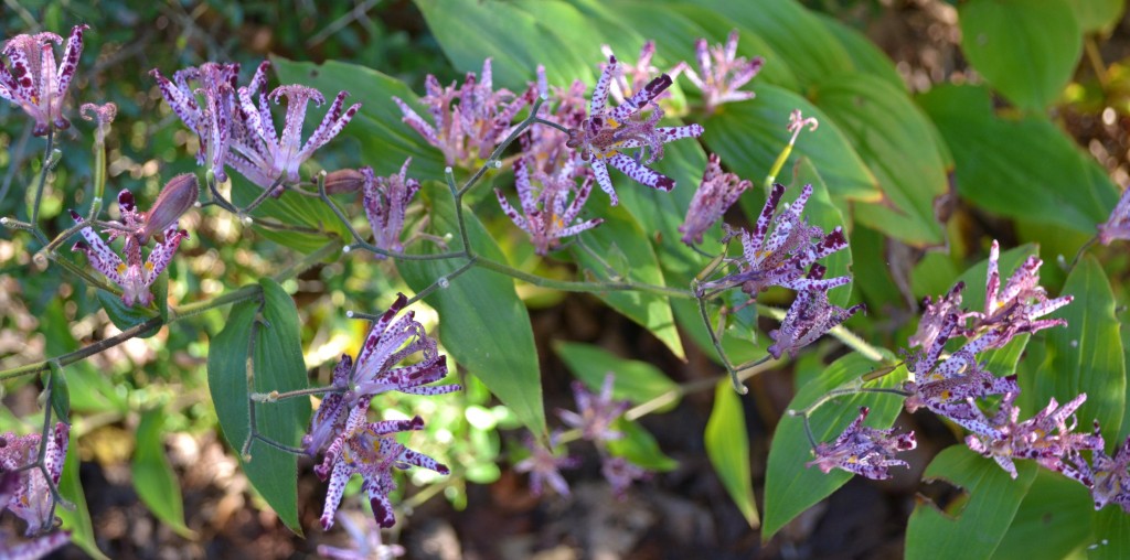 Toad Lily (Tricyrtis)