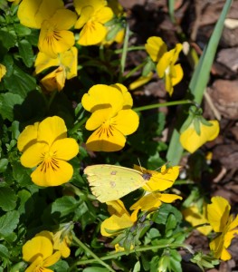 Violas and butterfly