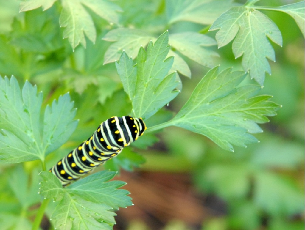 Swallowtail butterfly larvae
