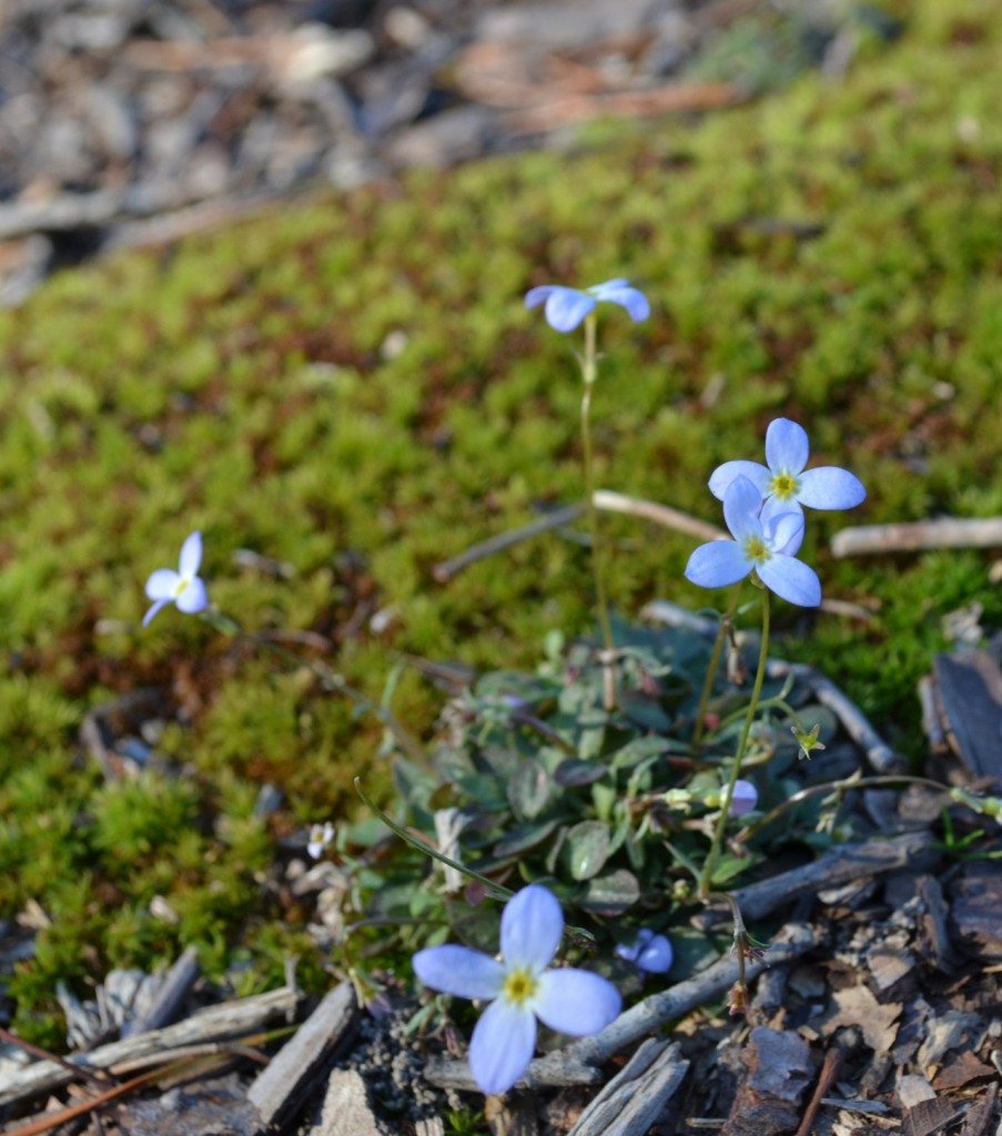 Houstonia caerulea