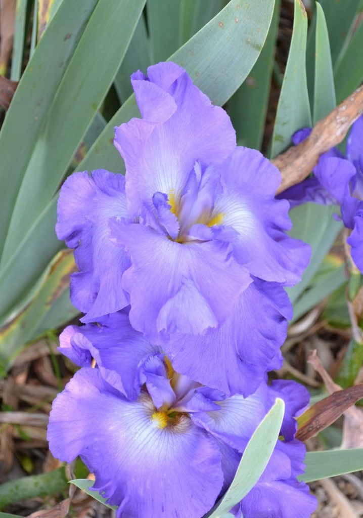 Iris ‘Impersonator’ in Don and Pat Nelson's garden