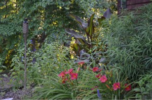 salvia 'Black and Blue', Canna 'Red Stripe', blue star, salvia 'Sunny Border Blue', daylily 'Red Stella'