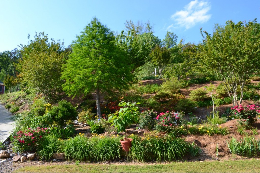Doris Simmons's garden