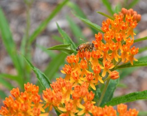 Butterfly weed, Asclepias