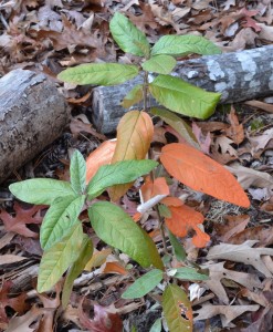 Alabama croton fall foliage