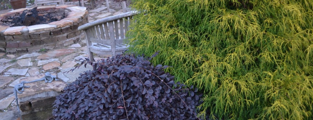 Loropetalum 'Purple Pixie' and Chamaecyparis pisifara (Gold mop cypress)