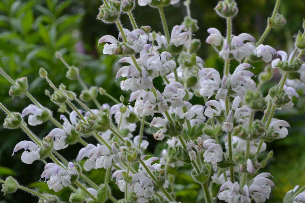 Salvia argentea Artemis