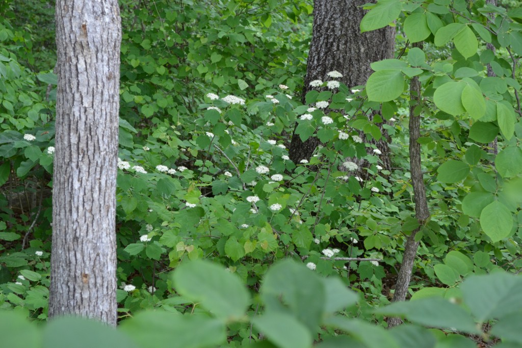 maple leaf viburnum (Viburnum acerifolium)