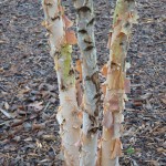 River birch, exfoliating bark.