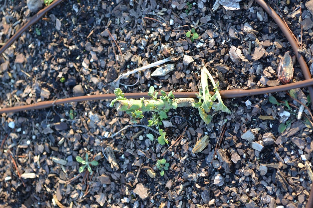 Damn critters ate my fall-planted broccoli.