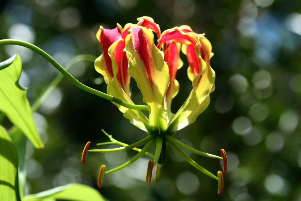 Gloriosa lily (Gloriosa superba ‘Rothschildiana’)