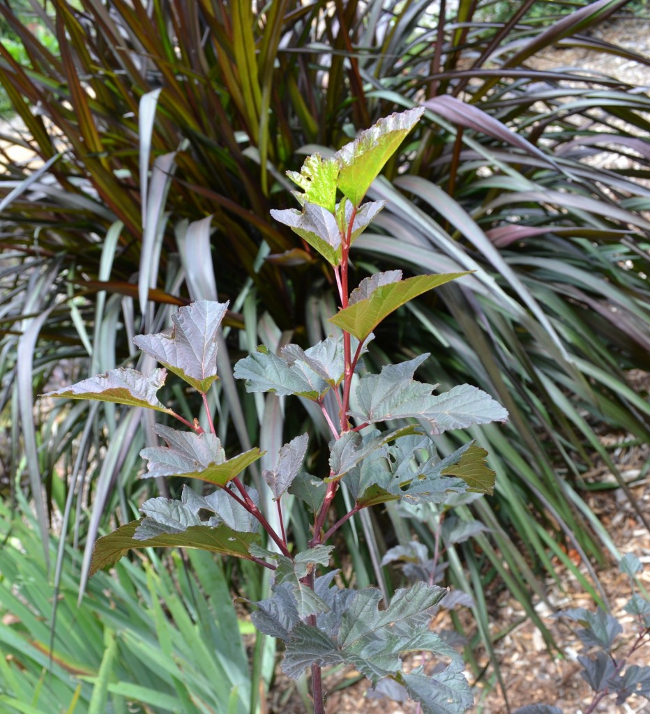 Ninebark 'Diabolo'; Pennisetum purpureum ‘Princess Caroline’.