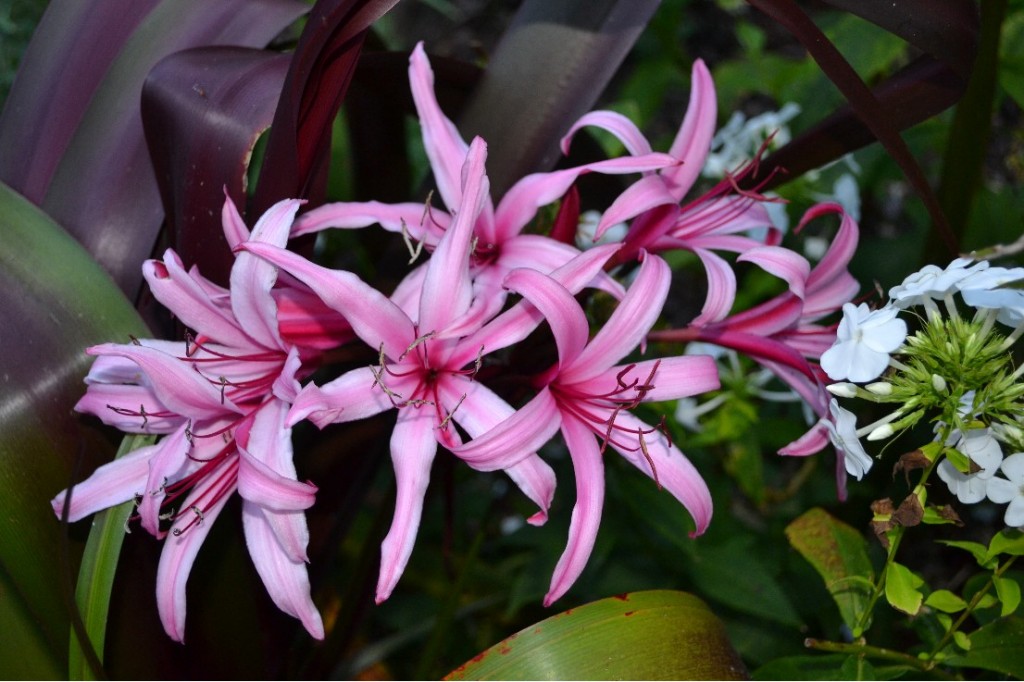 Crinum 'Sangria' blooms in early summer, and sometimes it reblooms in fall.