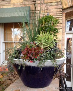 Evergreen winter container