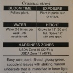 Crassula, Information about growing