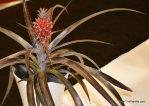 Red pineapple, Ananas Pacifico
