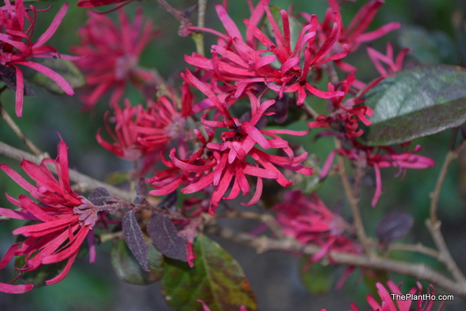Ever Red fringe flower (Loropetalum chinense 'Chang Nian Hong')