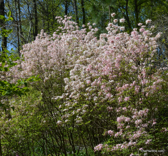 Native azalea, Huntsville Botanical Gardens, Bush Azalea Trail