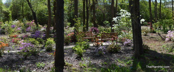 Native azalea, Huntsville Botanical Gardens, Bush Azalea Trail