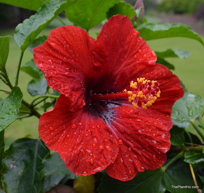 Hot Head Hollywood Hibiscus