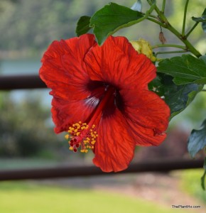 Hot Head Hollywood Hibiscus