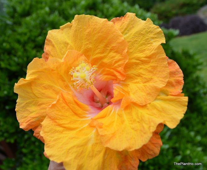  Best Friend Hollywood Hibiscus