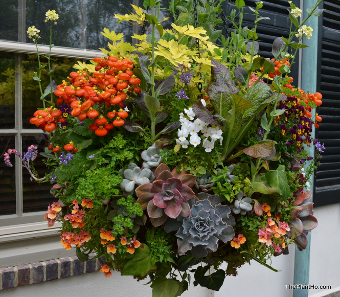 Chanticleer, hanging basket