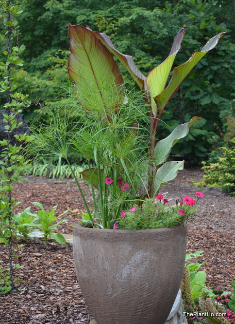 Container gardenin