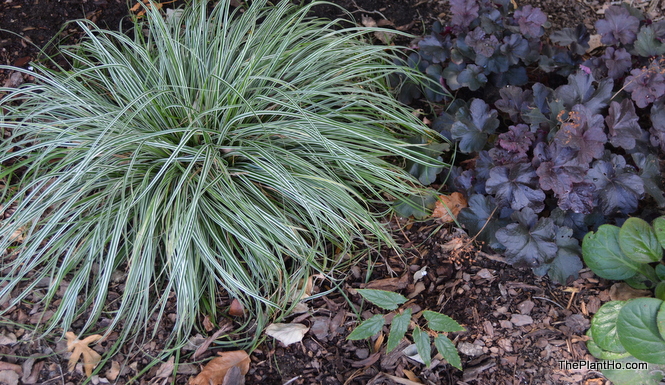 One last Carex that was a trial plant sent years ago, but I don't know its name. - Sometimes I'm a bad plant ho.