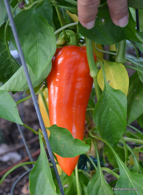 Gypsy peppers