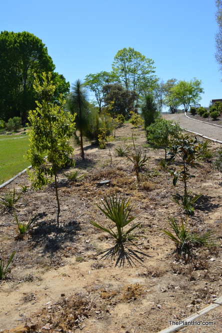 Davis Arboretum