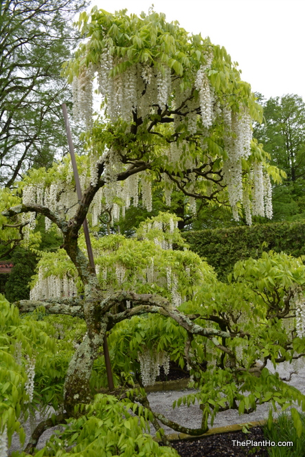 Longwood Gardens