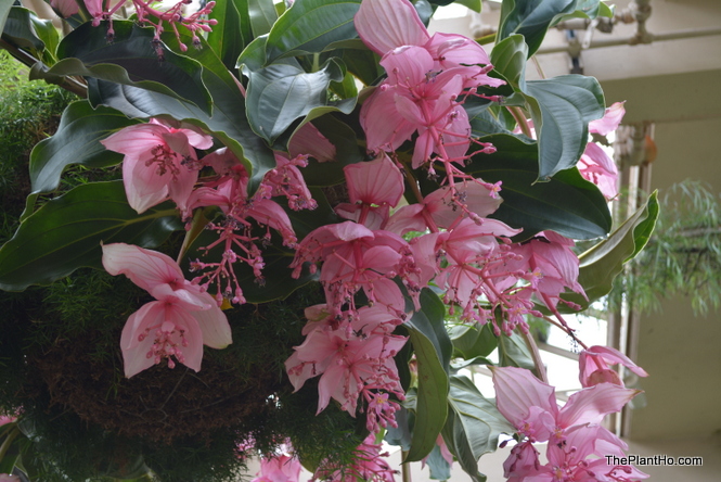 Longwood Gardens, Conservatory