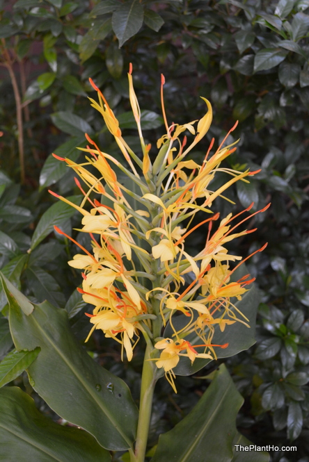 Ginger flower, Hedychium gardenarianum