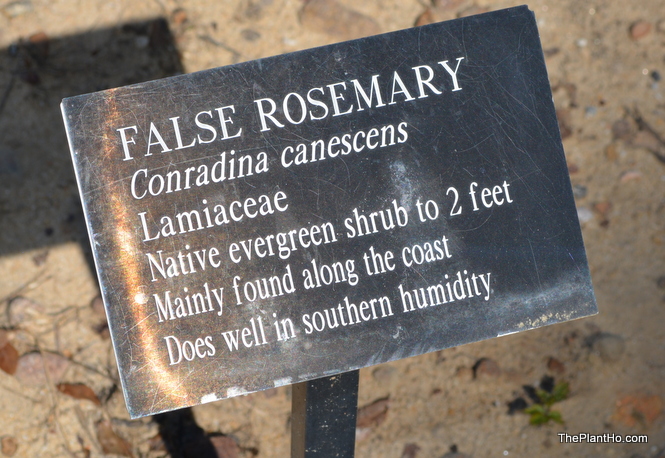 False Rosemary at Davis Arboretum