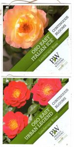 Landscape roses, Proven Winners